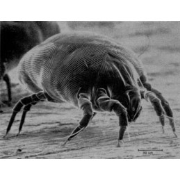 Traitement anti insectes et acariens - 750ml