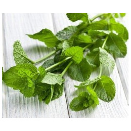 Désinfectant bactericide menthol 750ml