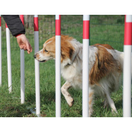 Slalom 12 piquets pour parc canin