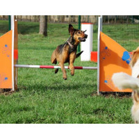 Parc d'activité pour chien